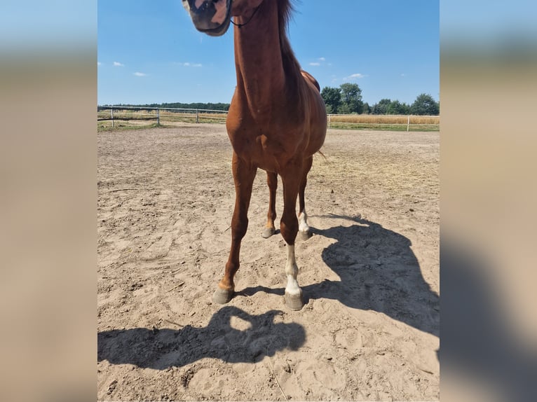 Polish Warmblood Stallion 4 years 16 hh Chestnut-Red in Lipka Wielka 7