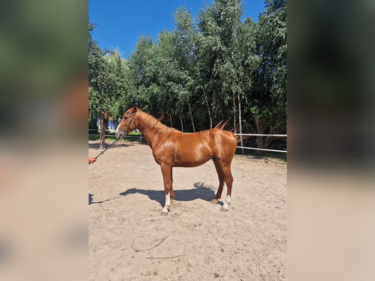 Polish Warmblood Stallion 4 years 16 hh Chestnut-Red in Lipka Wielka 7