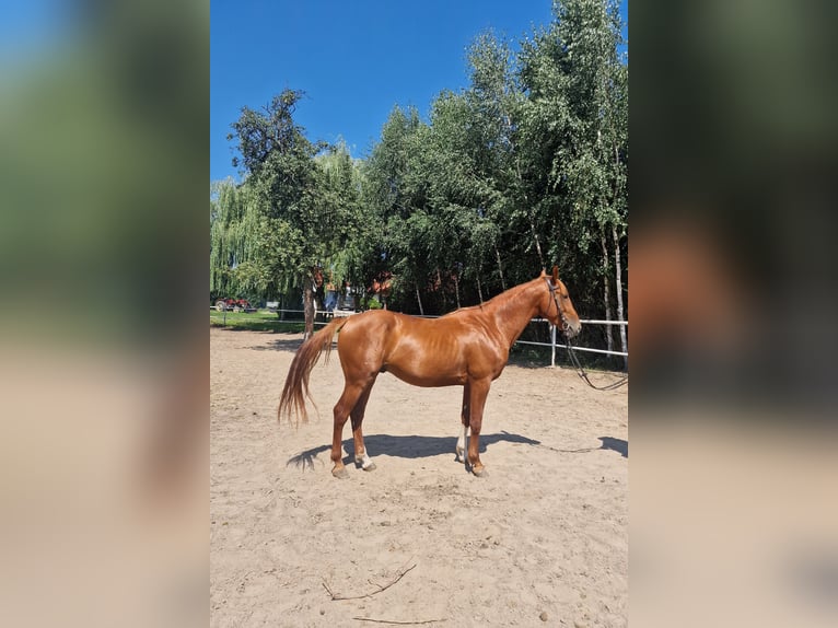 Polish Warmblood Stallion 4 years 16 hh Chestnut-Red in Lipka Wielka 7