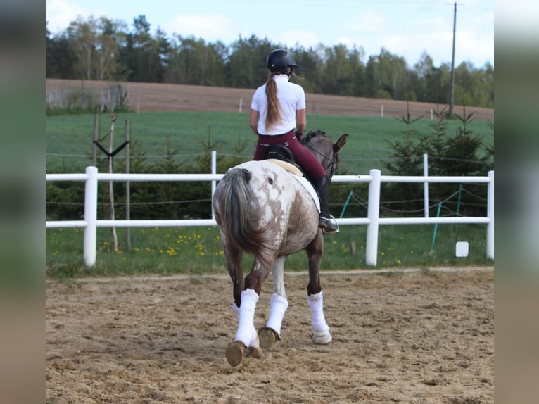 Polish Warmblood Stallion 4 years 16 hh Leopard-Piebald in Szemud