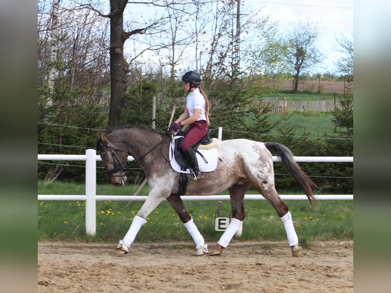 Polish Warmblood Stallion 4 years 16 hh Leopard-Piebald in Szemud