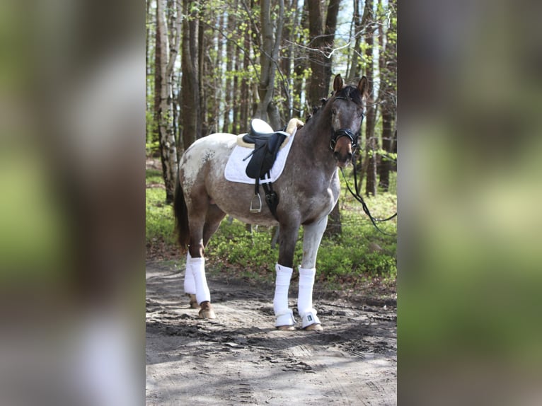 Polish Warmblood Stallion 4 years 16 hh Leopard-Piebald in Szemud