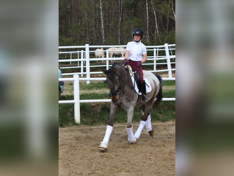 Polish Warmblood Stallion 4 years 16 hh Leopard-Piebald in Szemud