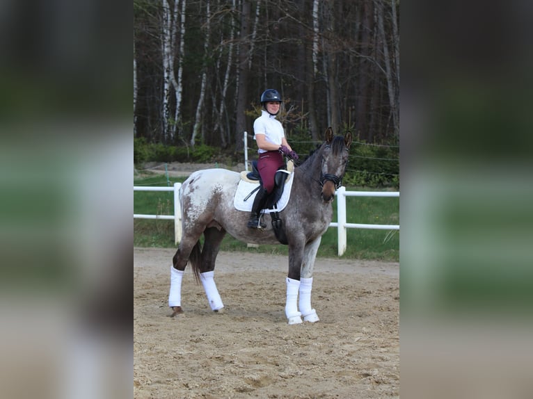 Polish Warmblood Stallion 4 years 16 hh Leopard-Piebald in Szemud