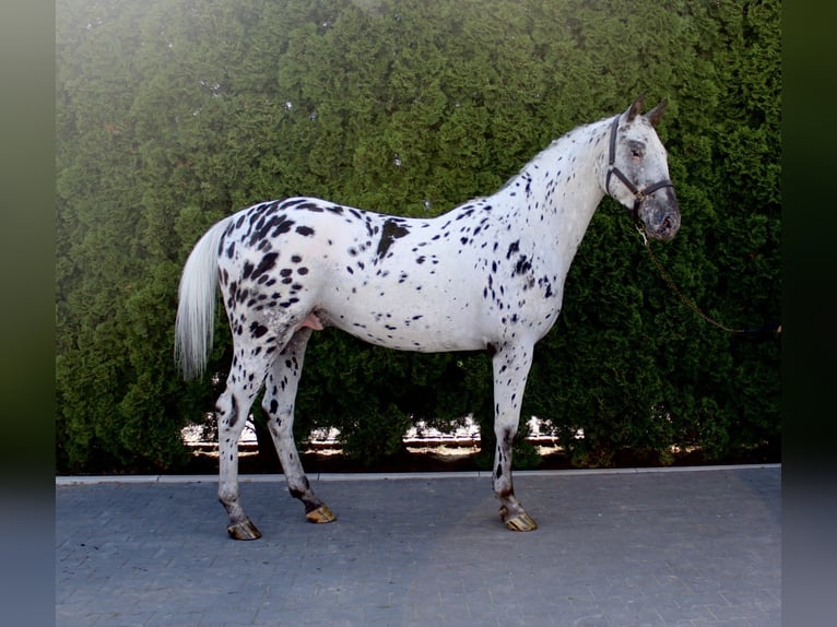 Polish Warmblood Stallion 4 years 16 hh Leopard-Piebald in Kcynia