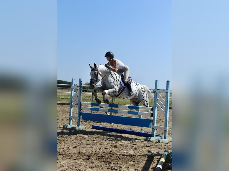 Polish Warmblood Stallion 4 years 16 hh Leopard-Piebald in Kcynia