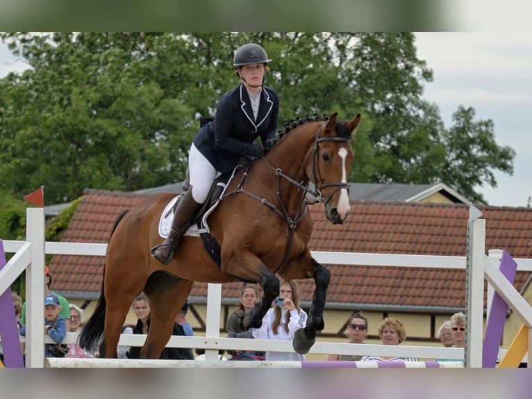 Polish Warmblood Stallion 7 years 16,3 hh Brown in Jena Ruths