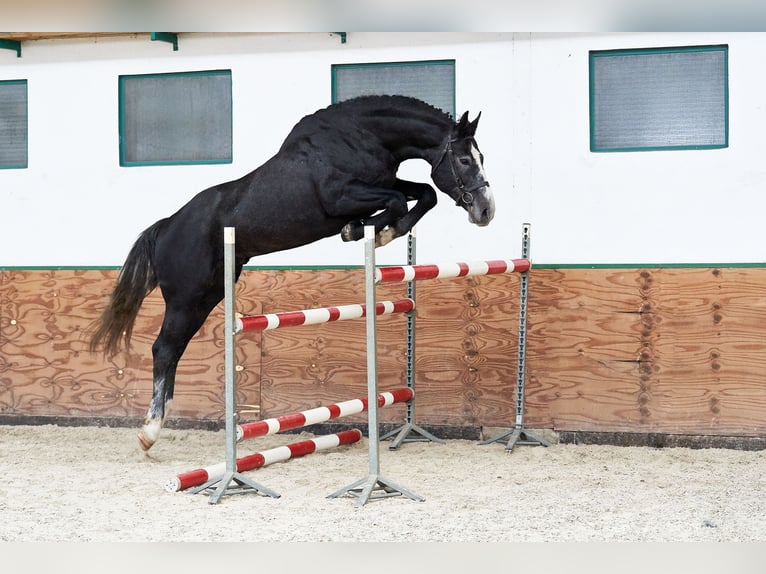 Polish Warmblood Stallion 7 years 17 hh Gray in Godziesze