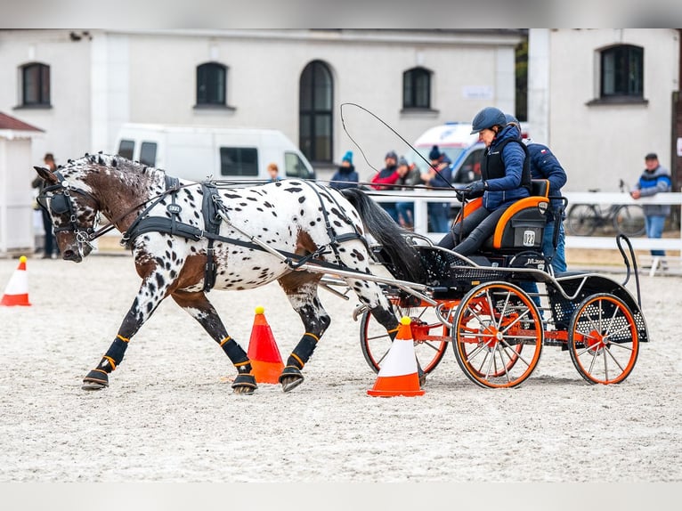 Polish Warmblood Stallion 8 years 16 hh Leopard-Piebald in Chełmno