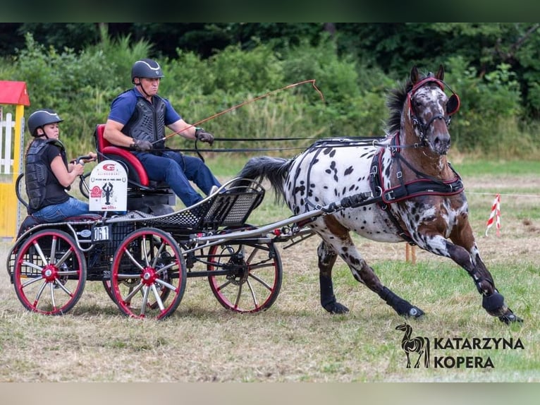 Polish Warmblood Stallion 8 years 16 hh Leopard-Piebald in Chełmno