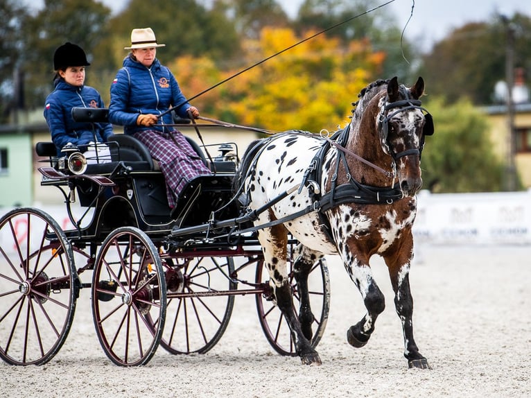 Polish Warmblood Stallion 9 years 16 hh Leopard-Piebald in Chelmno