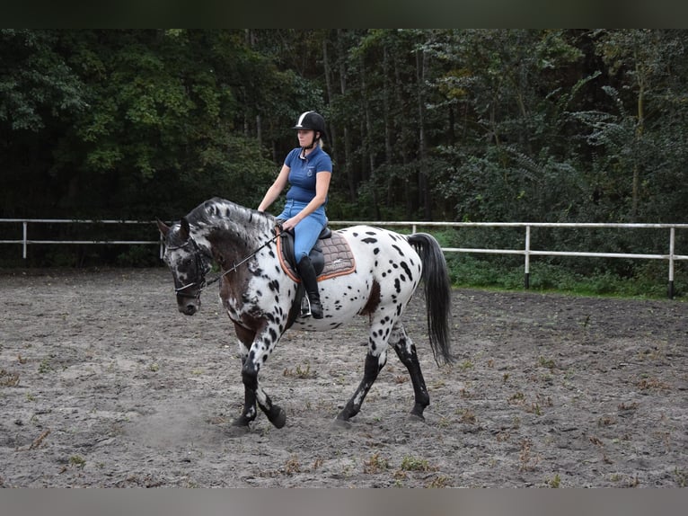 Polish Warmblood Stallion 9 years 16 hh Leopard-Piebald in Chełmno