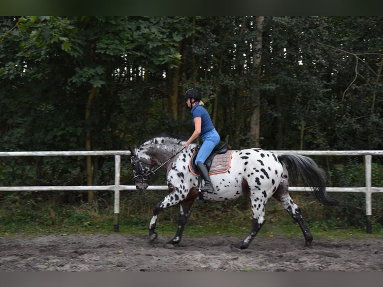 Polish Warmblood Stallion 9 years 16 hh Leopard-Piebald in Chełmno