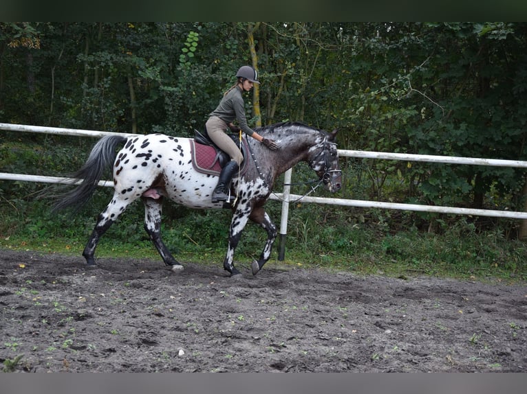 Polish Warmblood Stallion 9 years 16 hh Leopard-Piebald in Chełmno