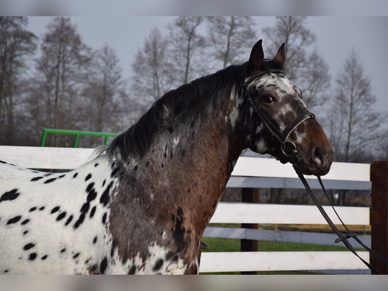 Polish Warmblood Stallion 9 years 16 hh Leopard-Piebald in Chełmno