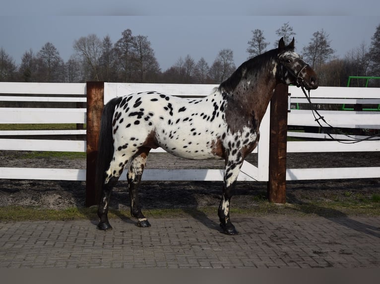 Polish Warmblood Stallion 9 years 16 hh Leopard-Piebald in Chełmno