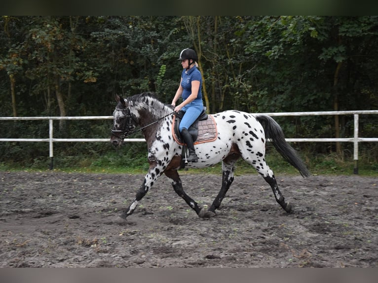 Polish Warmblood Stallion 9 years 16 hh Leopard-Piebald in Chełmno