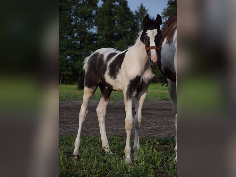 Polish Warmblood Stallion Foal (06/2024) 16,2 hh Pinto in Chelmno