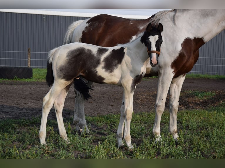 Polish Warmblood Stallion Foal (06/2024) 16,2 hh Pinto in Chelmno