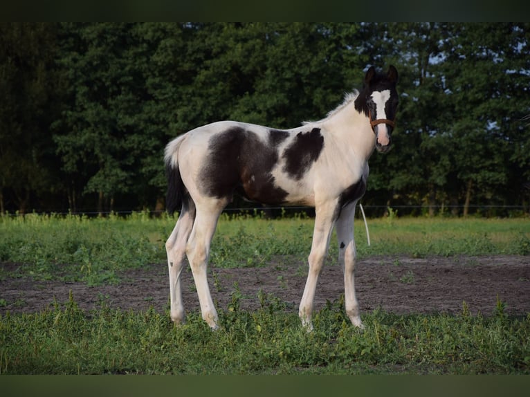 Polish Warmblood Stallion Foal (06/2024) 16,2 hh Pinto in Chelmno