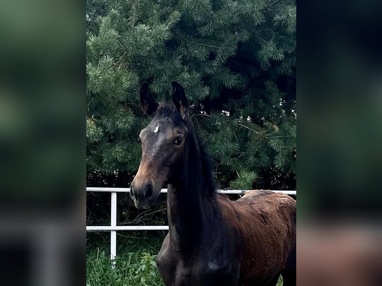 Polish Warmblood Stallion Foal (04/2024) 16,2 hh Smoky-Black in Dzięczyna