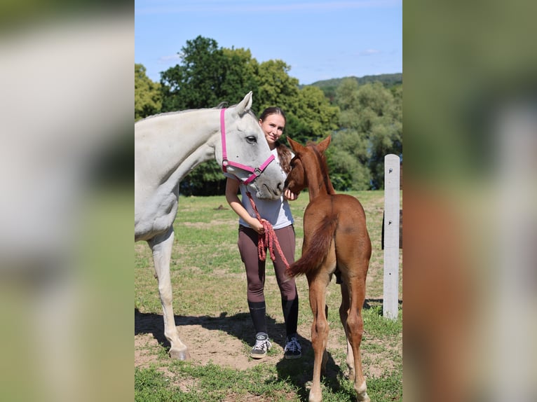 Polish Warmblood Stallion  16,2 hh Chestnut in Barczewo