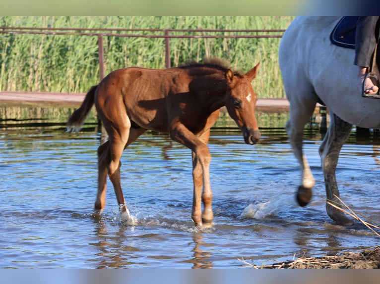 Polish Warmblood Stallion  16,2 hh Chestnut in Barczewo