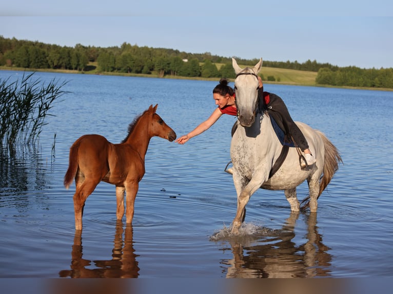 Polish Warmblood Stallion  16,2 hh Chestnut in Barczewo