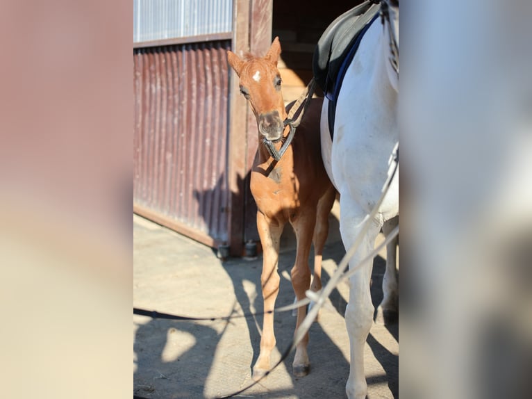 Polish Warmblood Stallion  16,2 hh Chestnut in Barczewo