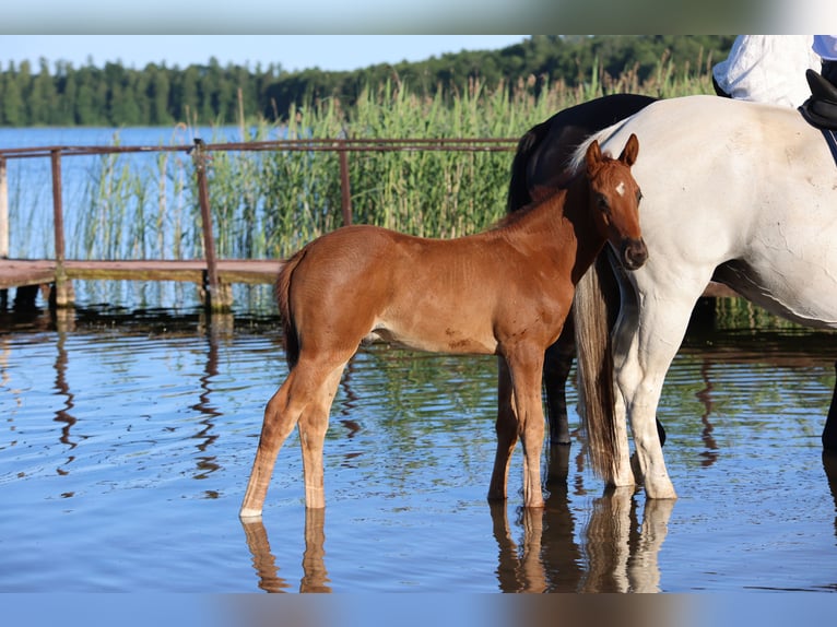 Polish Warmblood Stallion  16,2 hh Chestnut in Barczewo