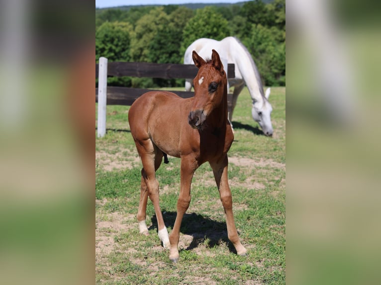 Polish Warmblood Stallion  16,2 hh Chestnut in Barczewo