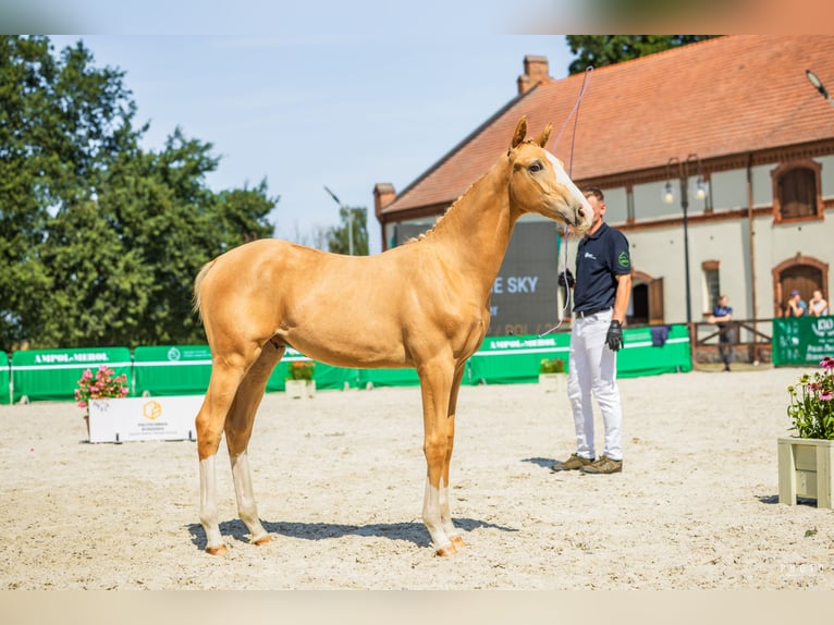 Polish Warmblood Stallion Foal (03/2025) 16,2 hh Palomino in Grudzi&#x105;dz
