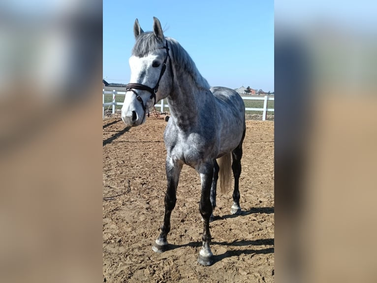 Polnischer Ardenner Hengst 4 Jahre 167 cm White in Borek wielkopolski