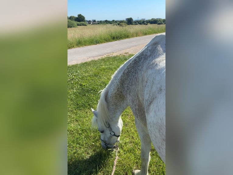 Polnischer Ardenner Mix Stute 21 Jahre 130 cm Schimmel in Dietzenbach