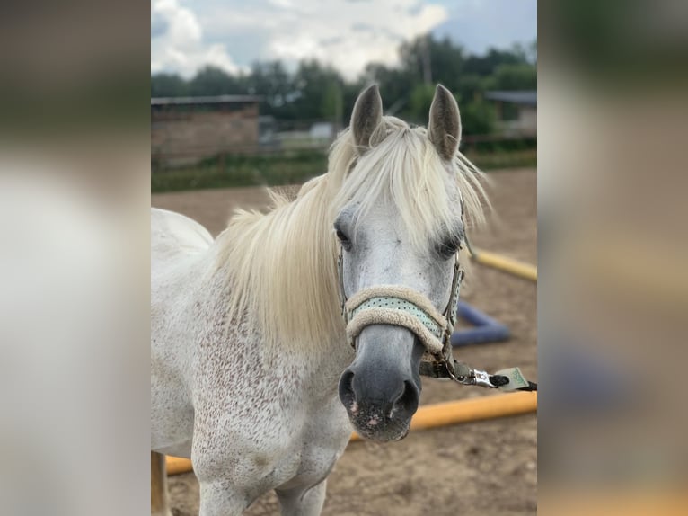 Polnischer Ardenner Mix Stute 21 Jahre 130 cm Schimmel in Dietzenbach