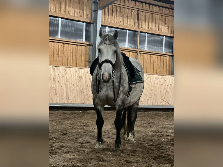 Polnisches Halbblut Mix Hengst 12 Jahre 156 cm Schimmel in Rinchnach Polnisches Halbblut Mix Hengst 12 Jahre 156 cm Schimmel in Rinchnach