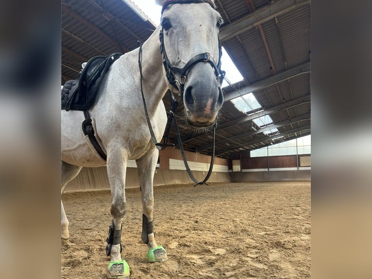 Polnisches Halbblut Hengst 13 Jahre 163 cm Schimmel in Lahntal