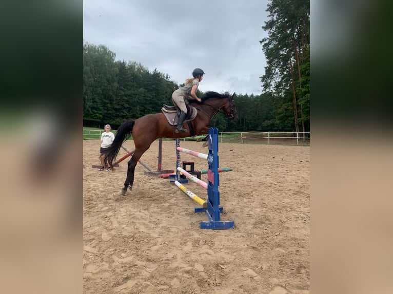 Polnisches Halbblut Hengst 1 Jahr 150 cm Dunkelbrauner in Barczewko