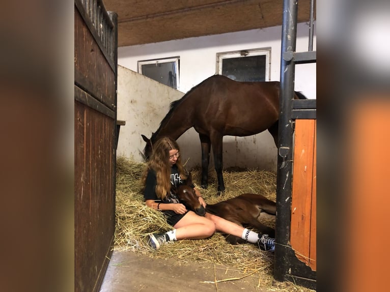 Polnisches Halbblut Hengst 1 Jahr 150 cm Dunkelbrauner in Barczewko