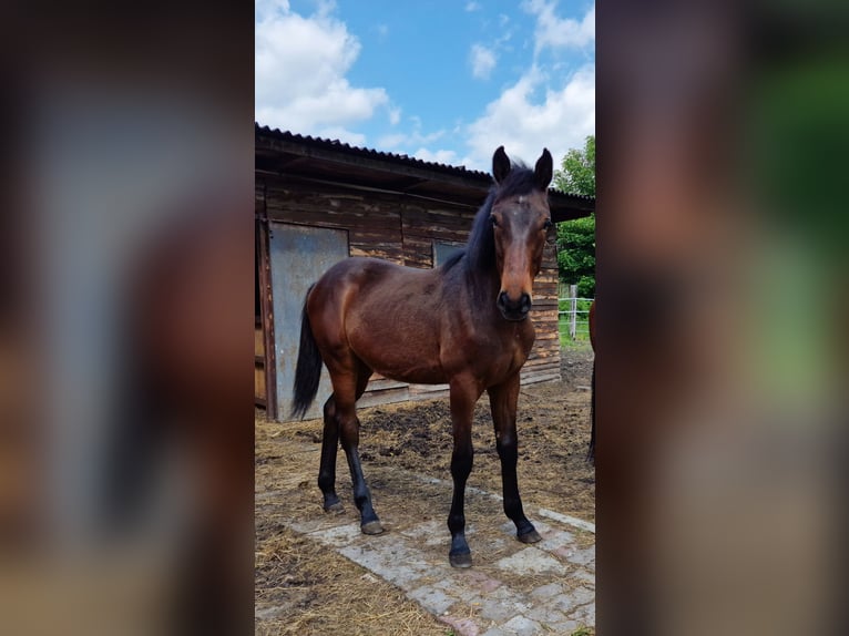 Polnisches Halbblut Hengst 1 Jahr 150 cm Dunkelbrauner in Katowice