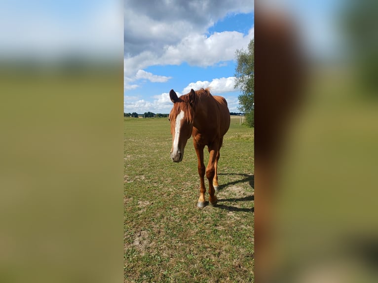 Polnisches Halbblut Mix Hengst 1 Jahr 150 cm Rotschimmel in N&#x119;tno
