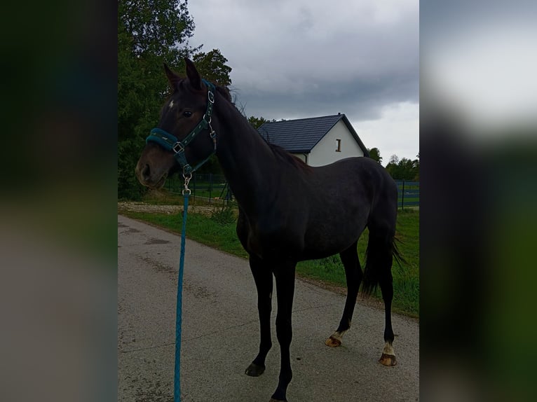 Polnisches Halbblut Hengst 1 Jahr 155 cm Schimmel in Żyrardów