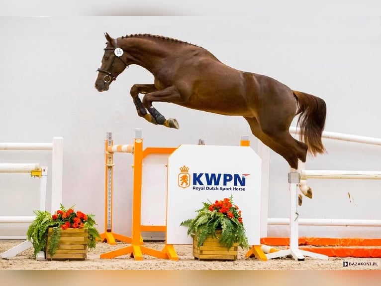 Polnisches Halbblut Hengst 1 Jahr 165 cm Dunkelbrauner in Wichów