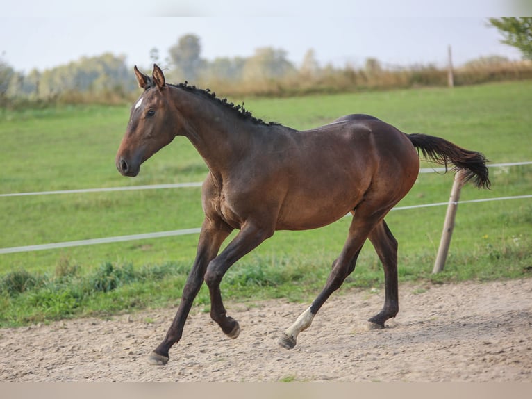 Polnisches Halbblut Hengst 1 Jahr 178 cm Brauner in Reszki