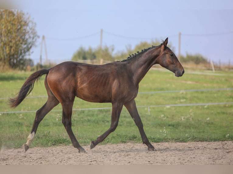 Polnisches Halbblut Hengst 1 Jahr 178 cm Brauner in Reszki