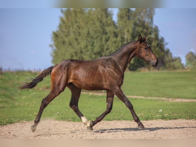 Polnisches Halbblut Hengst 1 Jahr 178 cm Brauner in Reszki