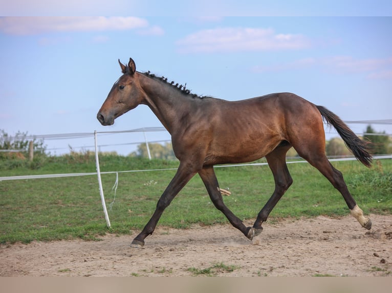 Polnisches Halbblut Hengst 1 Jahr 178 cm Brauner in Reszki