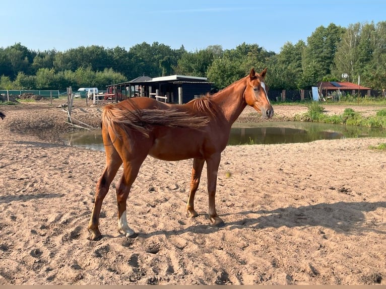 Polnisches Halbblut Hengst 2 Jahre 164 cm Fuchs in Wypaleniska