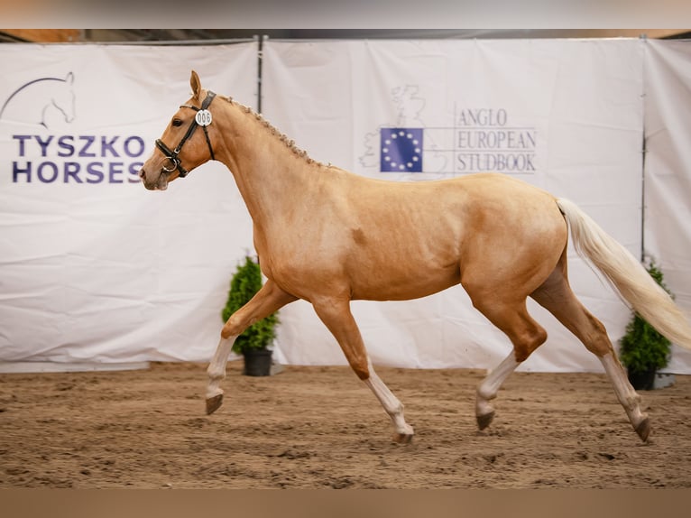 Polnisches Halbblut Hengst 2 Jahre 168 cm Palomino in Kiełczów