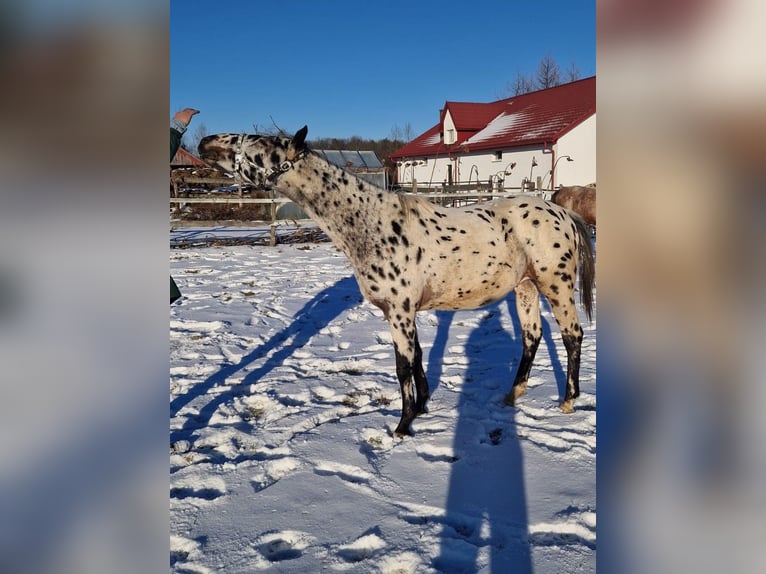 Polnisches Halbblut Hengst 2 Jahre Tigerschecke in Tomaszów Lubelski